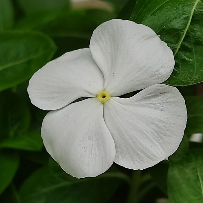 gardening tips for beginners