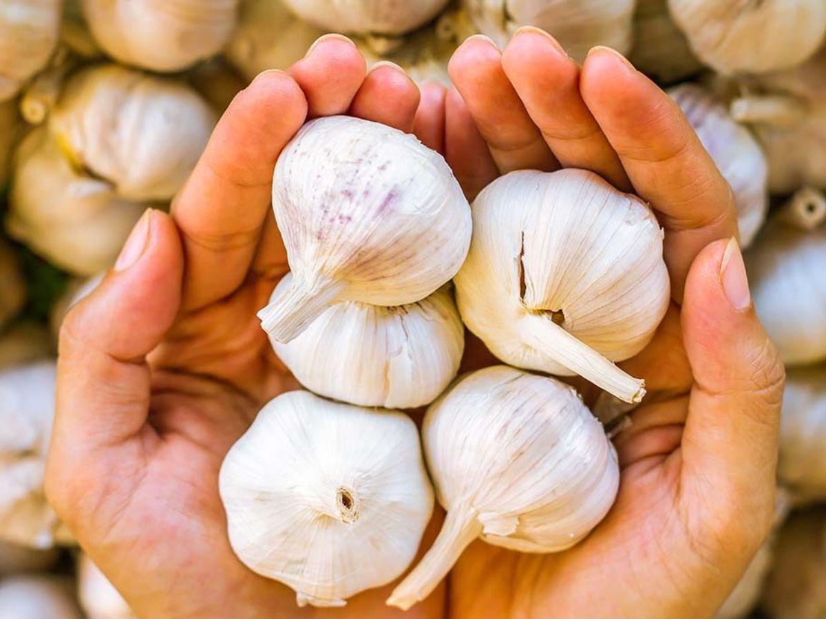 Garlic Water எந்த வியாதியும் வராது..வெறும் வயிற்றில் பச்சை பூண்டு
