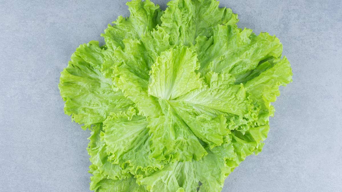 without-soil-here-is-how-you-can-grow-lettuce-at-home-herzindagi