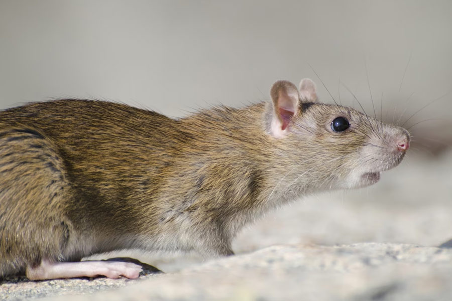 how to get rid of mice from home