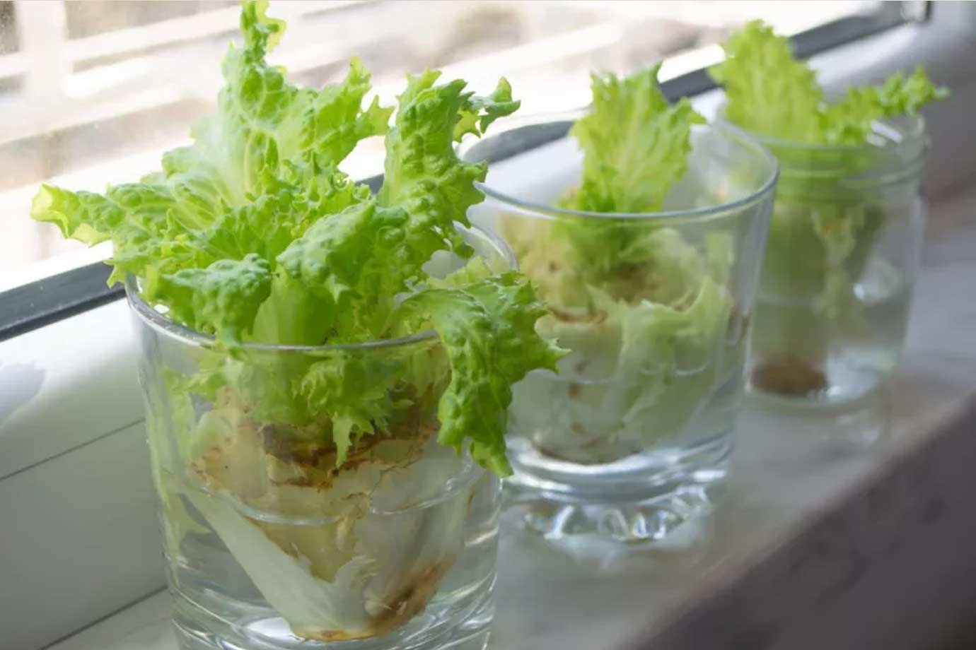 how to take care of lettuce in water