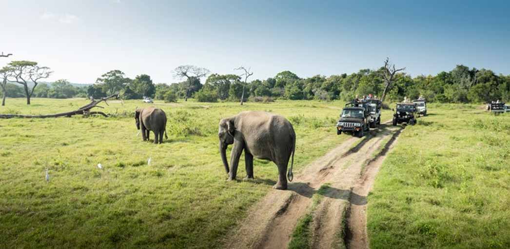 jungle safari in india