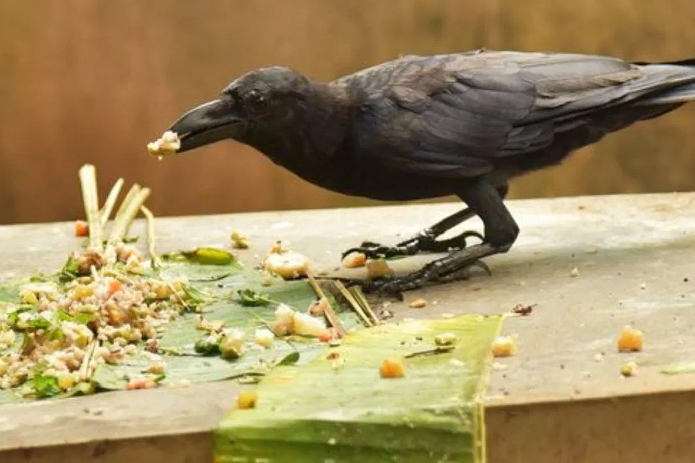 relation of crow with ancestors