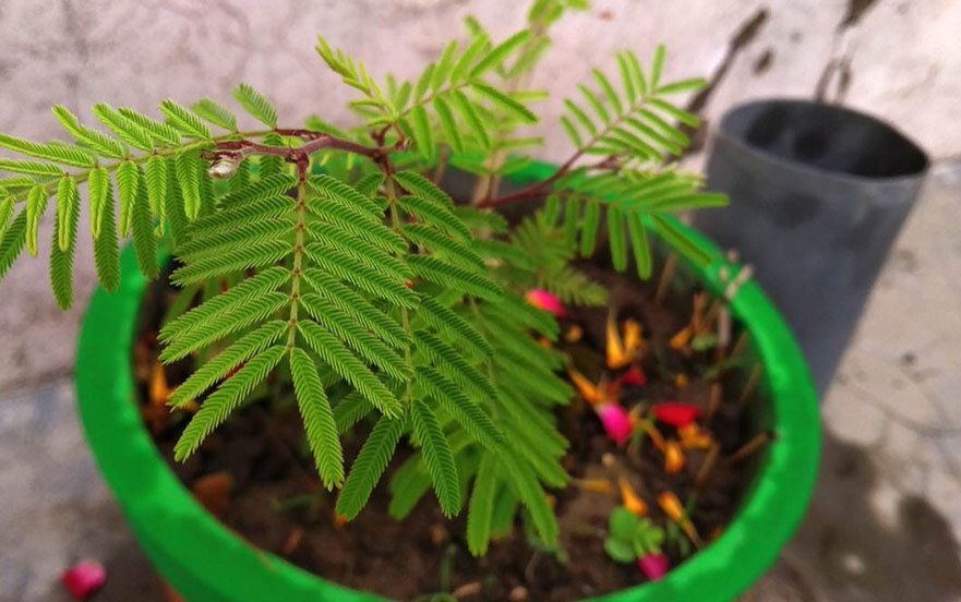 shami plant significance