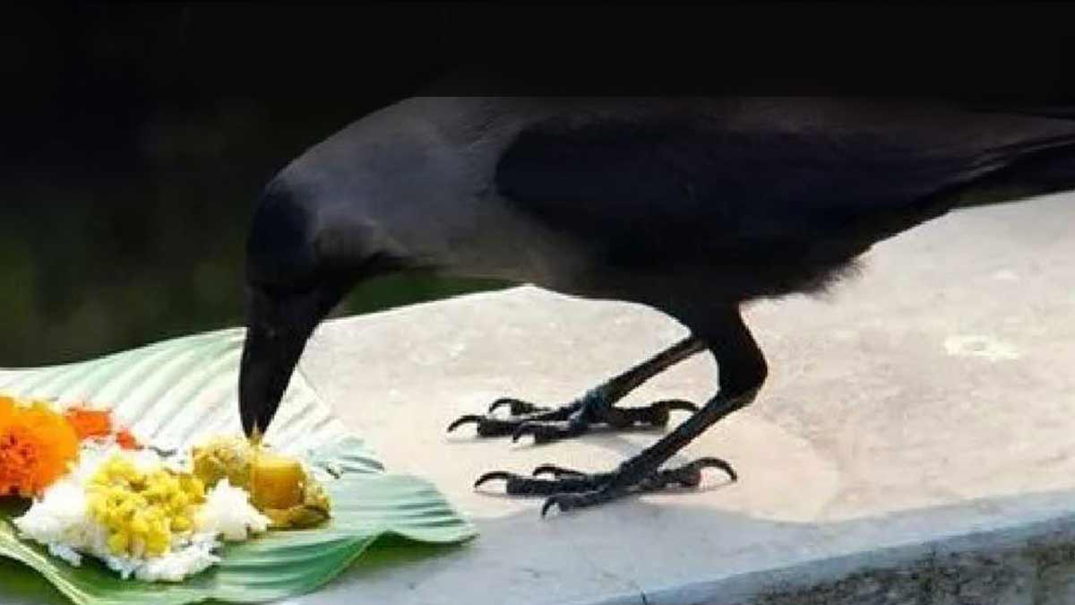 story of crow with ancestors