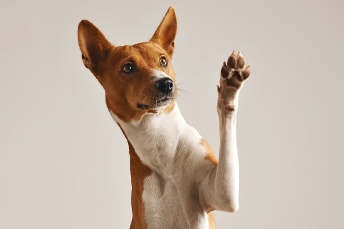 symptoms of periods in female dog