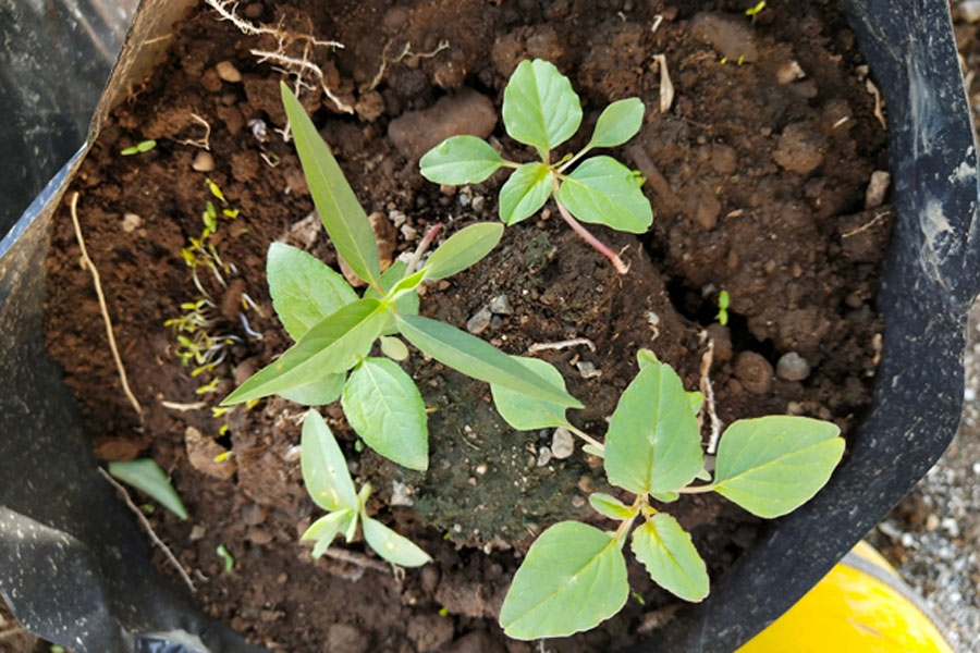 tips to grow amaranth india