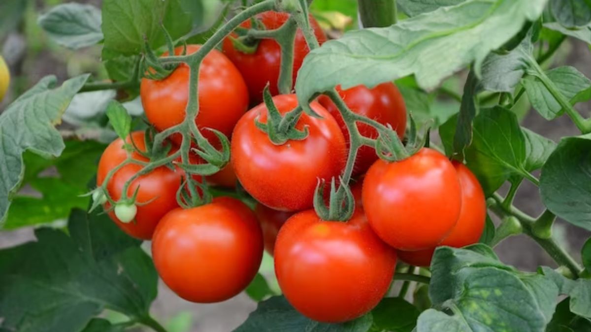 Tomato Benefits விலை ஏறினாலும், இறங்கினாலும் ஆரோக்கியத்திற்கு என்றுமே