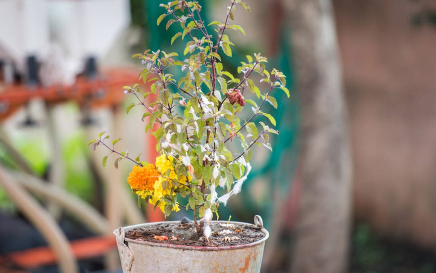tulsi plant significance