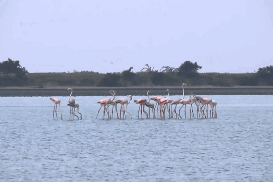 where is kodikkarai wildlife sanctuary