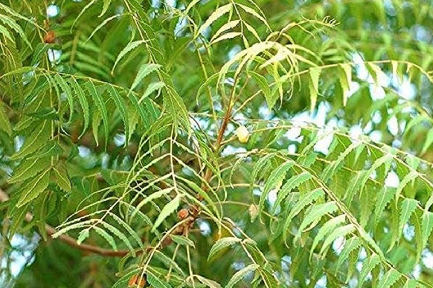 Chaitra Navratri  ()