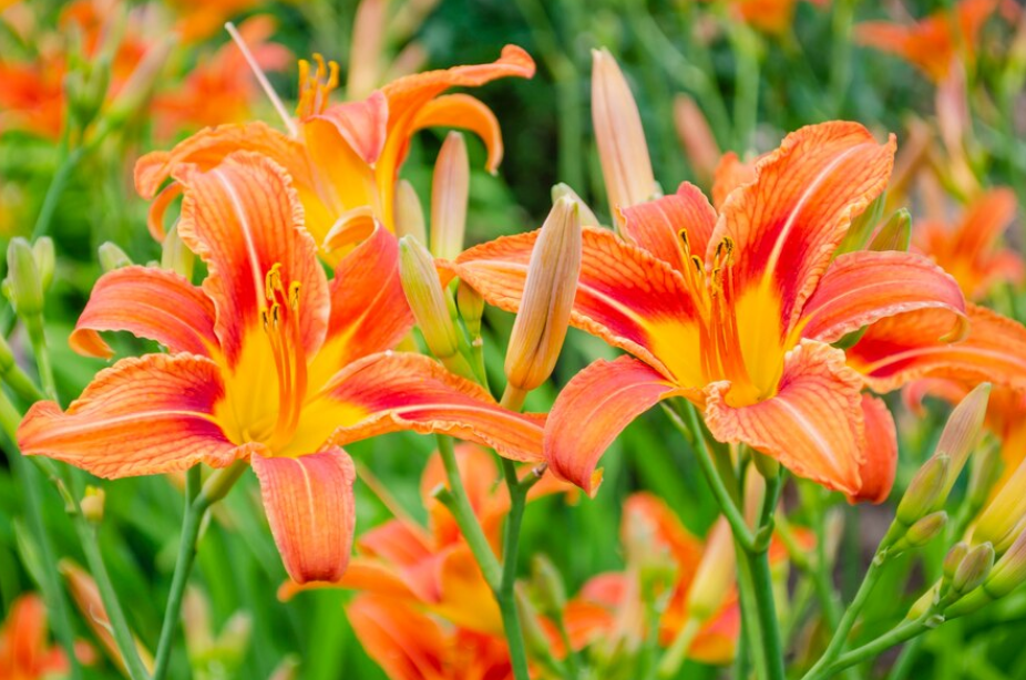 Daylilies