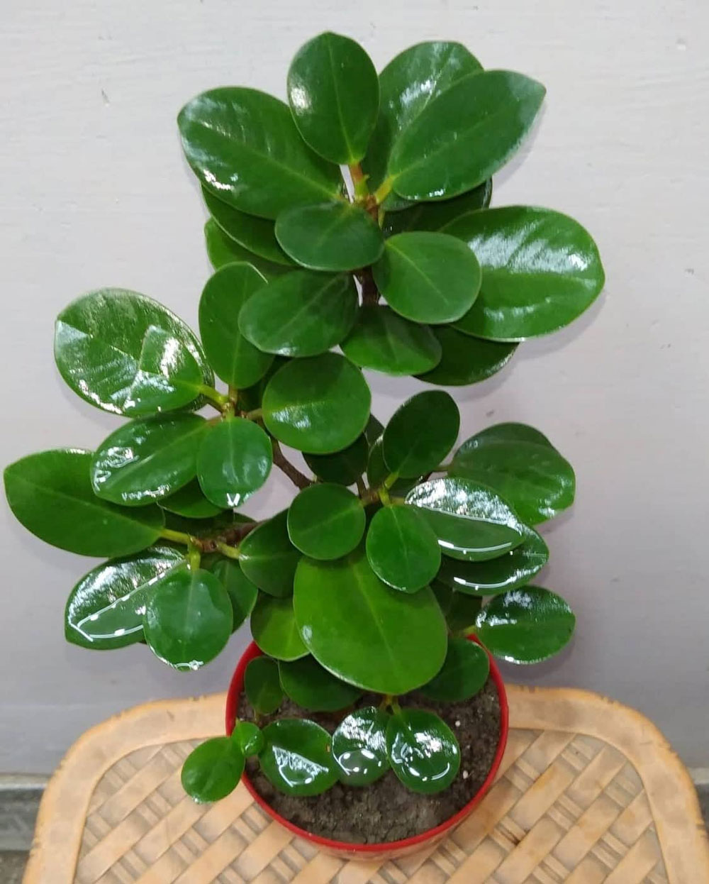 Ficus Microcarpa