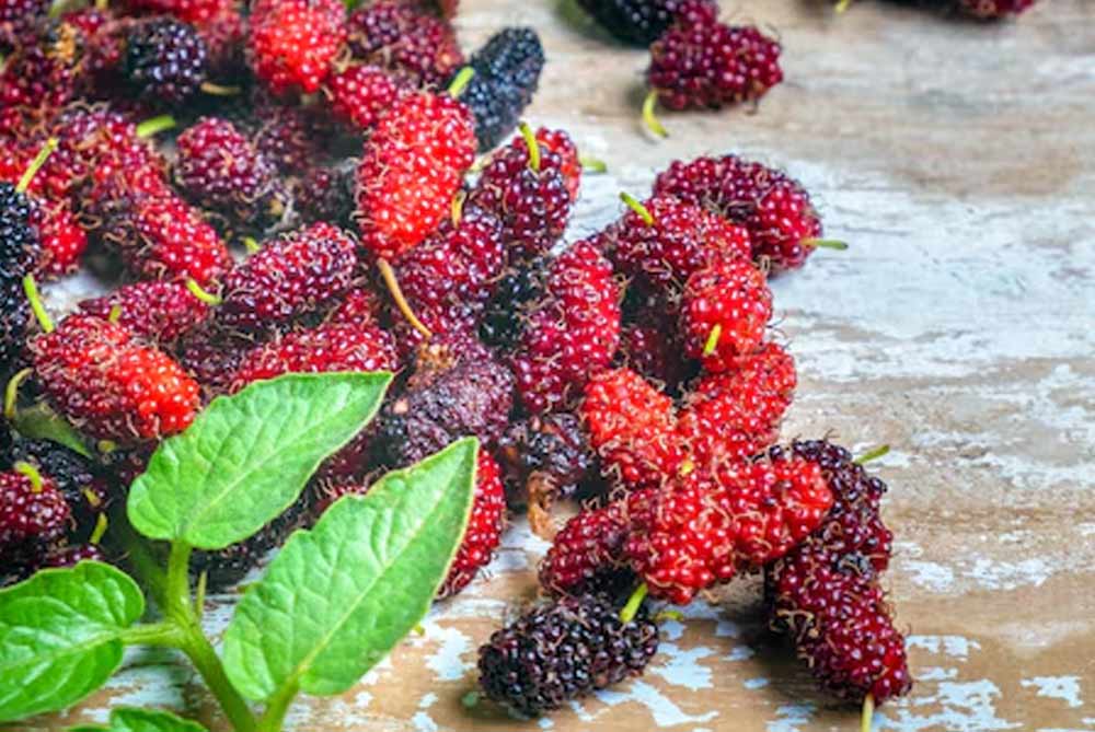 How do you pick and eat mulberries