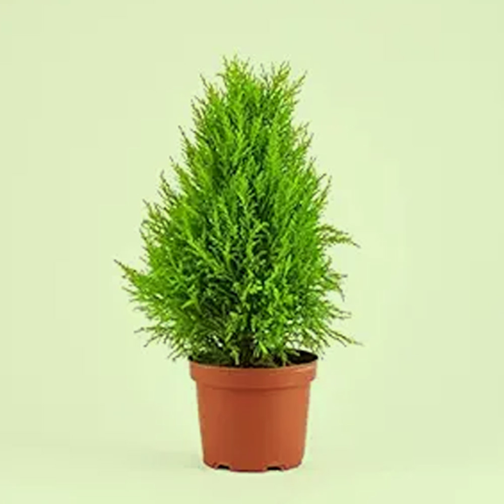 Lemon cypress plants