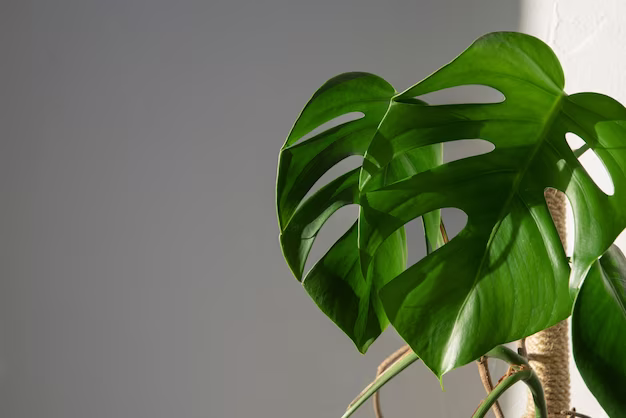 Monstera