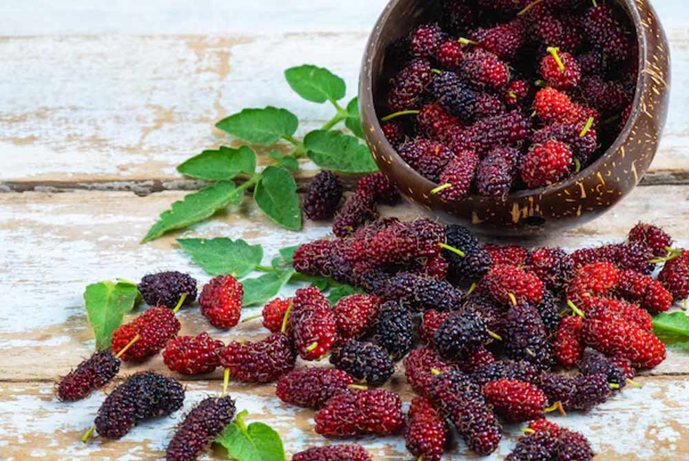 Mulberry recipes