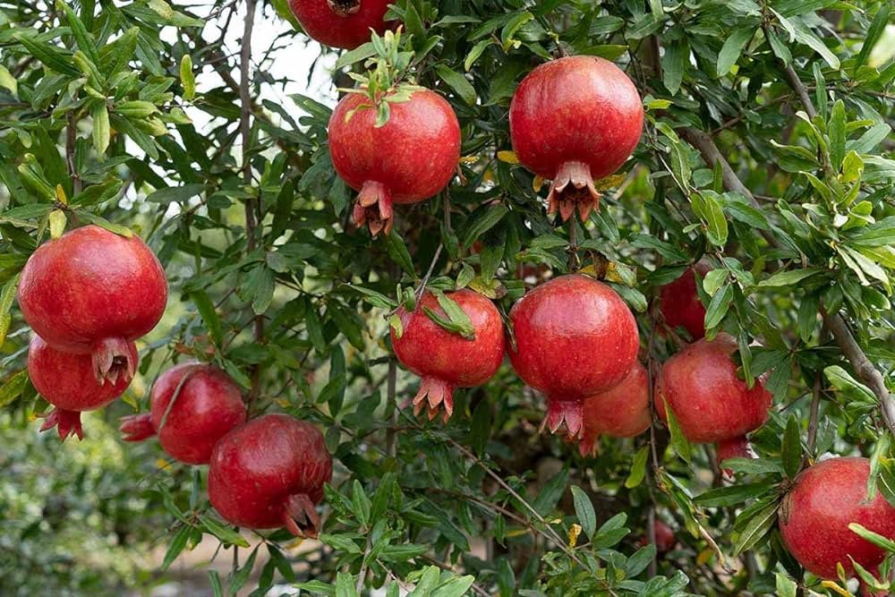 Pomegranate Plants attract snakes
