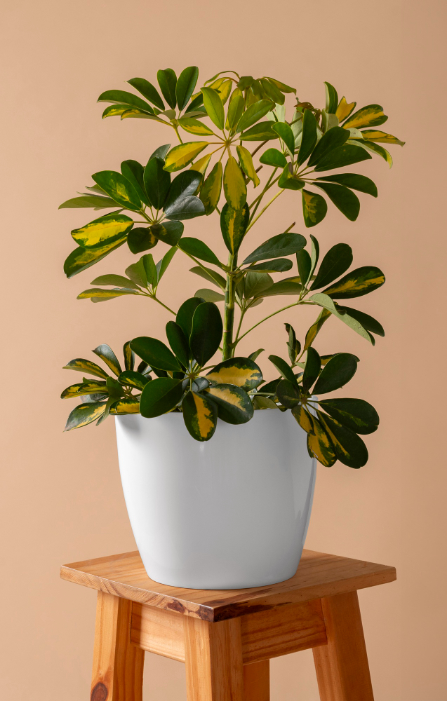 Pot With A Broader Base