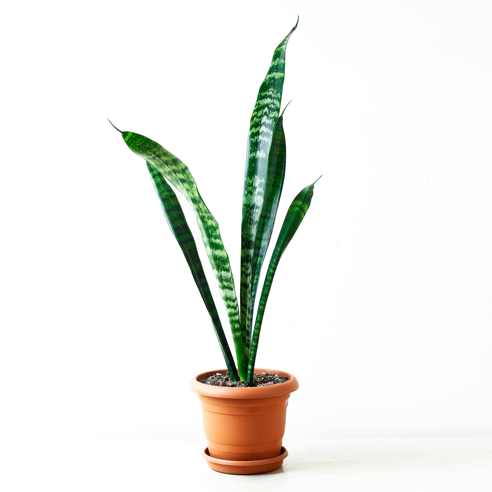 Snake Plant for indoor