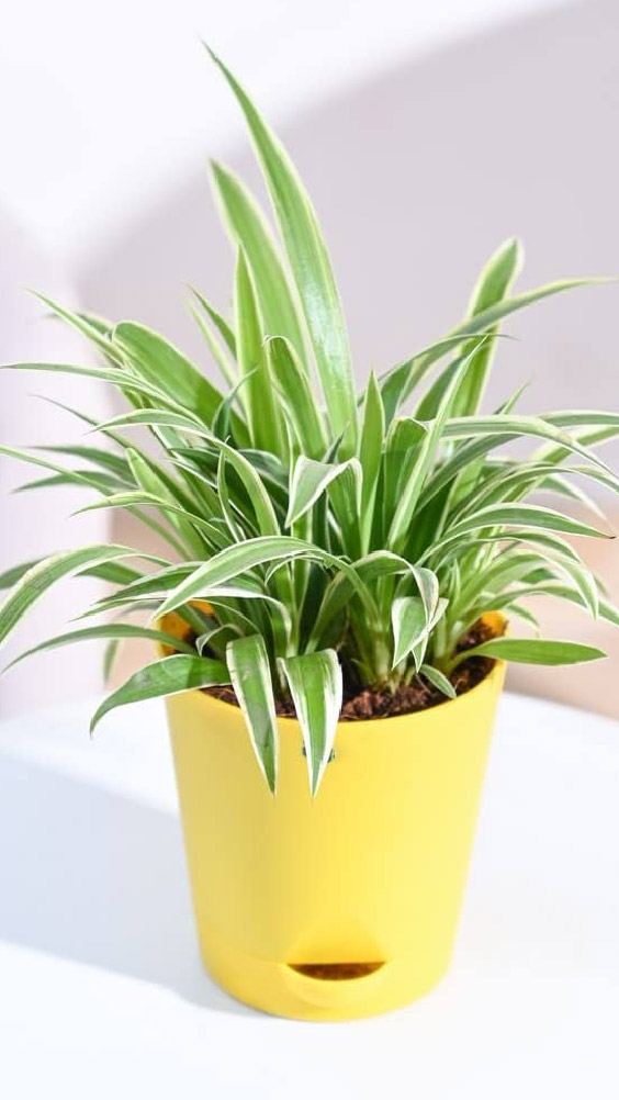 Top 5 Indoor Plants To Elevate Your Kitchen Decor 