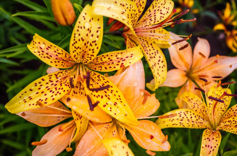 Tiger Lilies