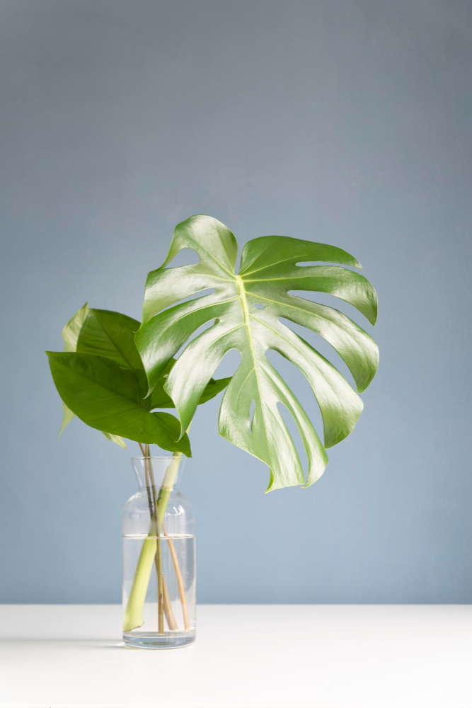 Variegated Monstera