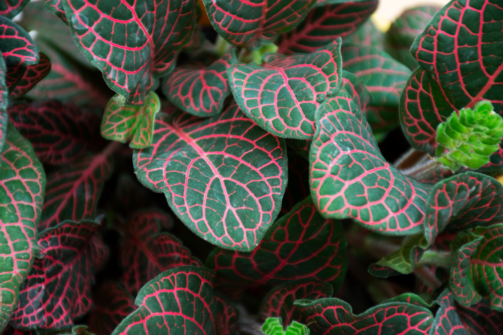 Watermelon Peperomia plant