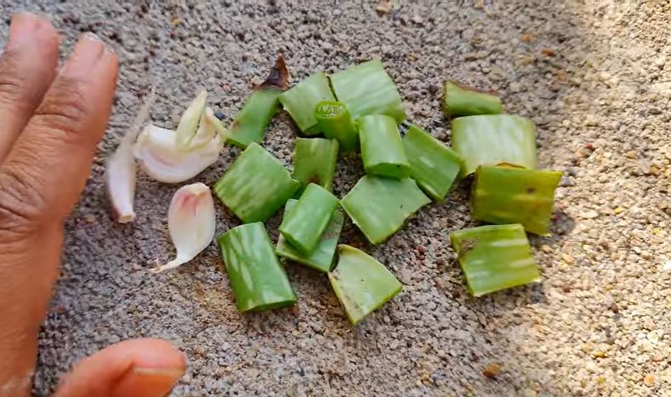 aloe vera uses ideas