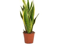 bookshelf with plant and books