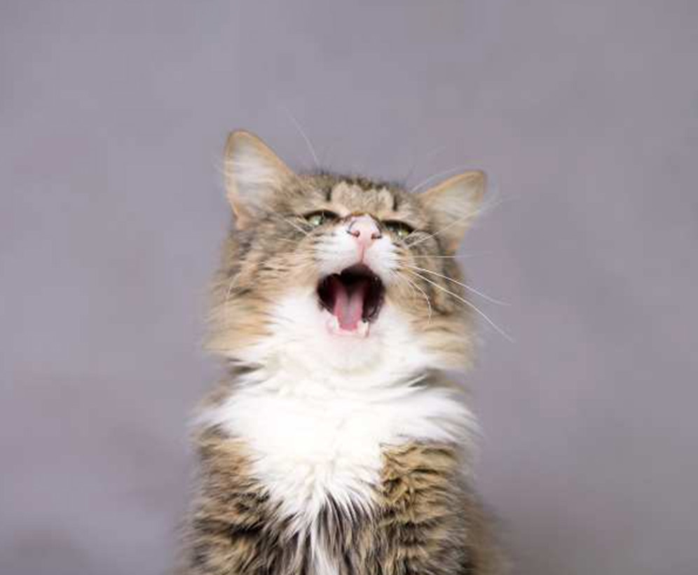 cat signs in astrology