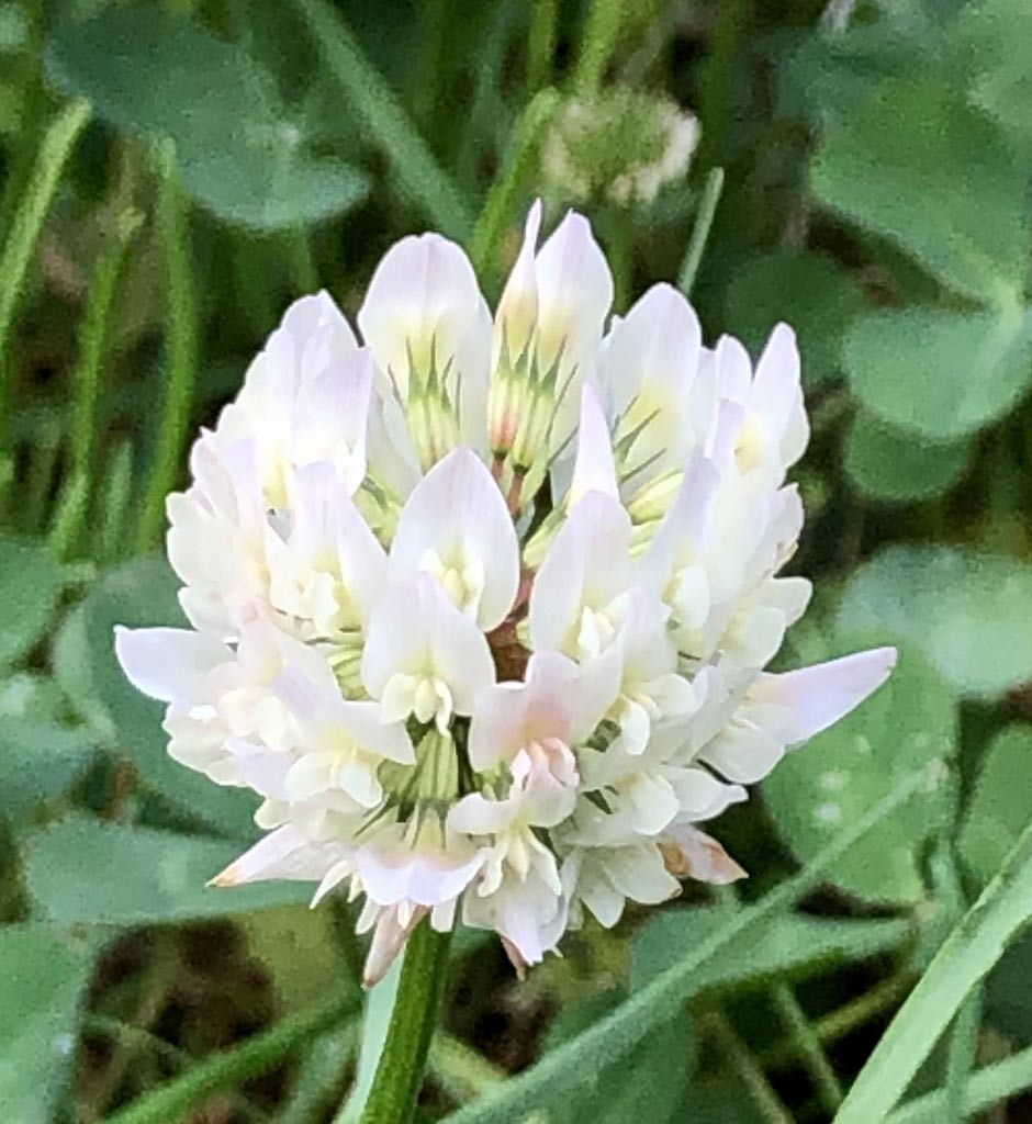 clover plant attract snakes