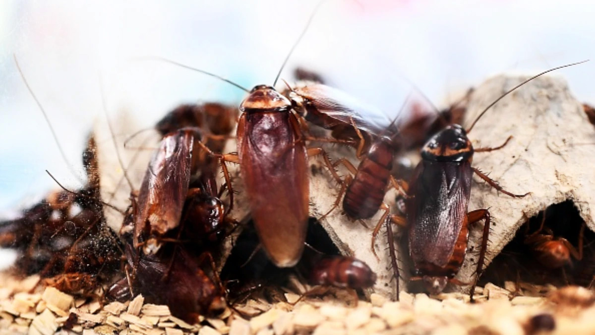 cockroaches why do they come