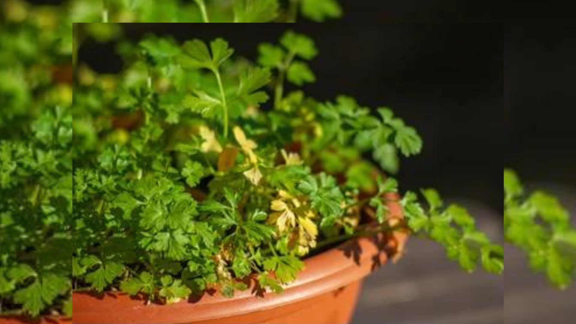 Coriander Plant Care गार्डन में धनिया के पत्ते बारबार पीले आने का
