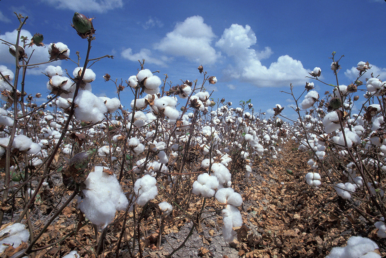 Cotton Plant घर पर ही गमले में उगा सकते हैं कॉटन का पौधा यहां जानें सही तरीका How To Grow