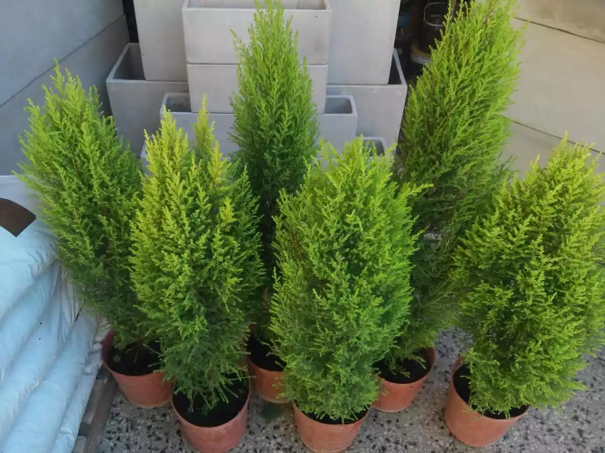 cypress plant