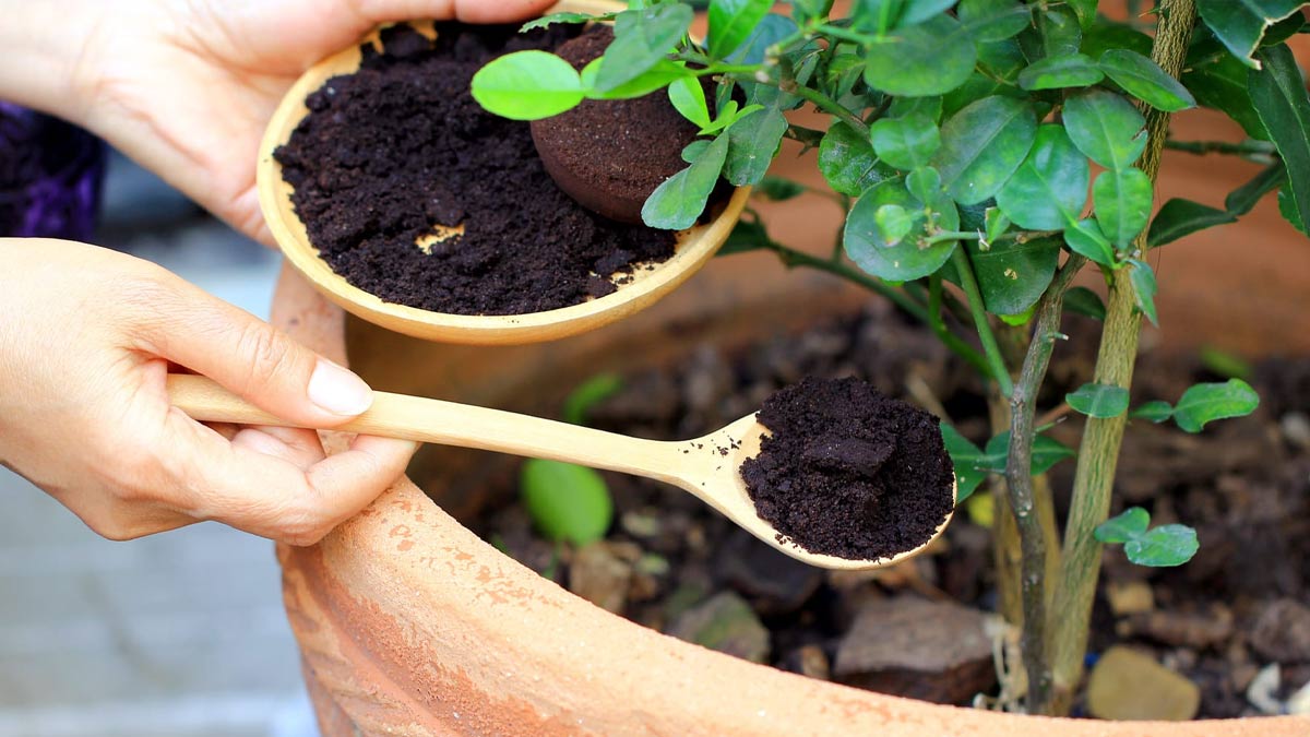 dried flower homemade fertilizer