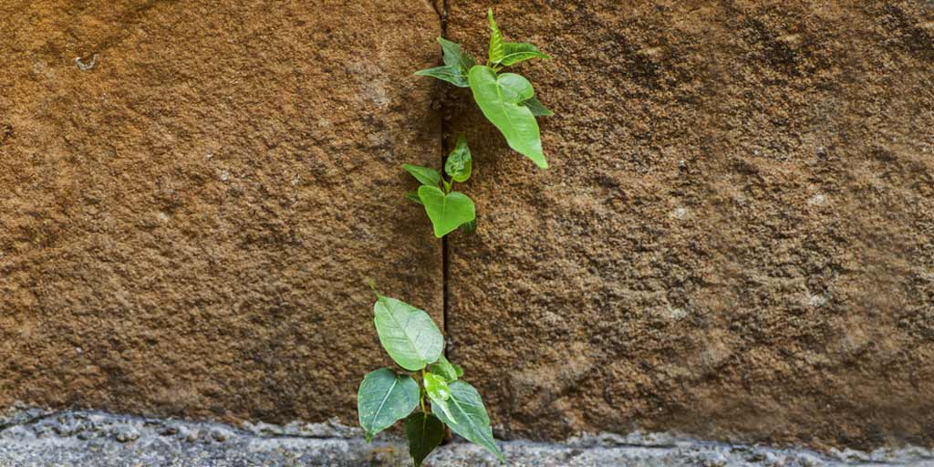 ghar se bargad ke ped ko kaise hataye