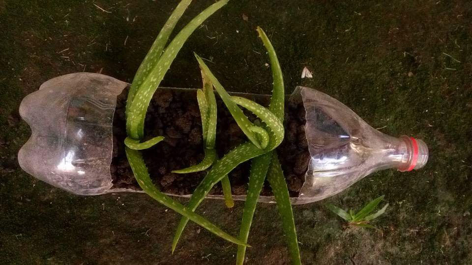 grow aloe vera plant at home