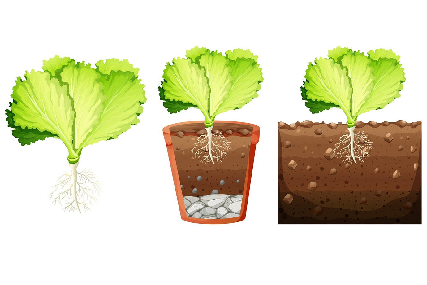 grow cauliflower plant