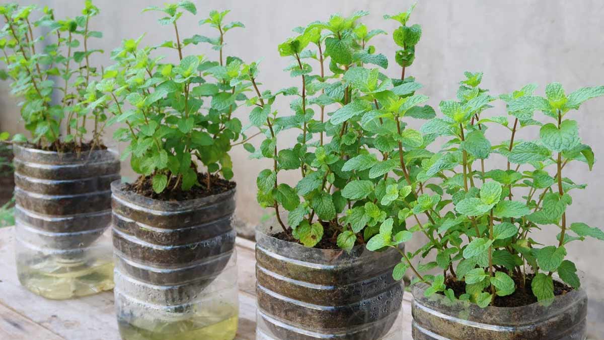 Mint Plant : How To Grow Mint Plant In A Water Bottle | HerZindagi