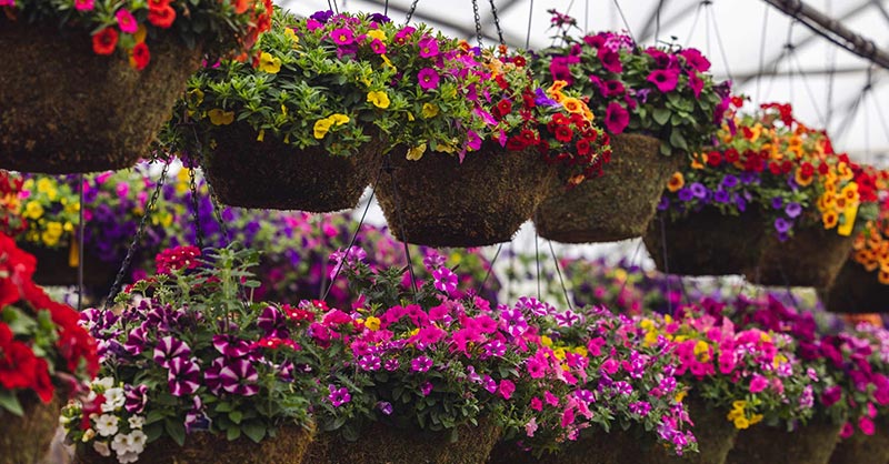 hanging basket planting