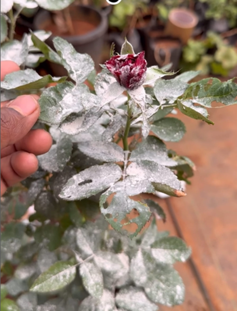 गुलाब की कलियों में धूल की तरह चिपके हैं कीड़े, इन हैक्स से भागेंगे दूर