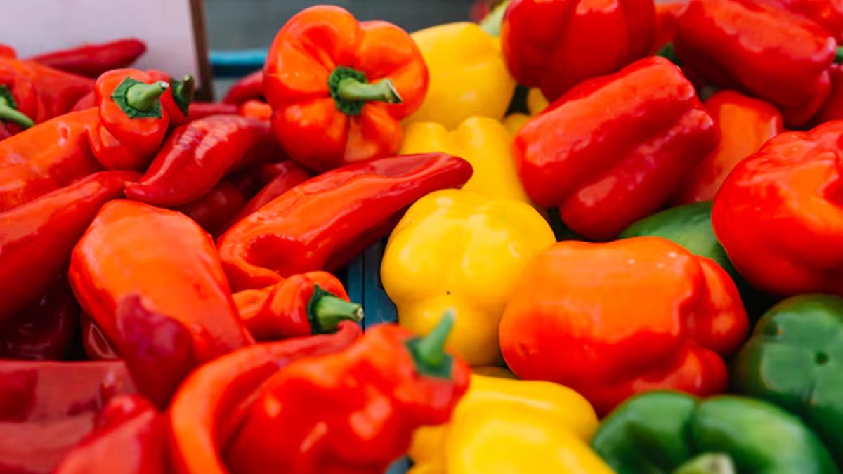 How To Grow Capsicum Plant In A Water Bottle: A Step-By-Step Guide ...