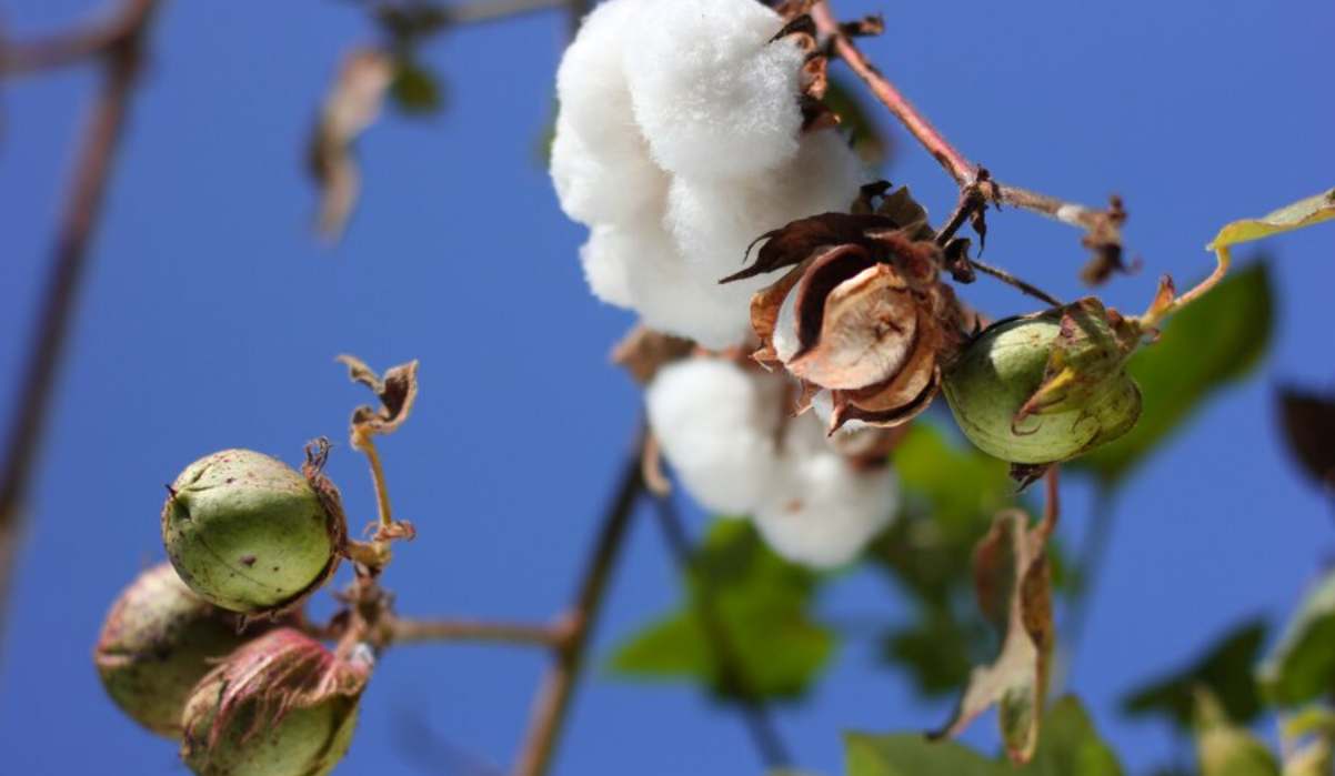 Cotton Plant: घर पर ही गमले में उगा सकते हैं कॉटन का पौधा, यहां जानें ...