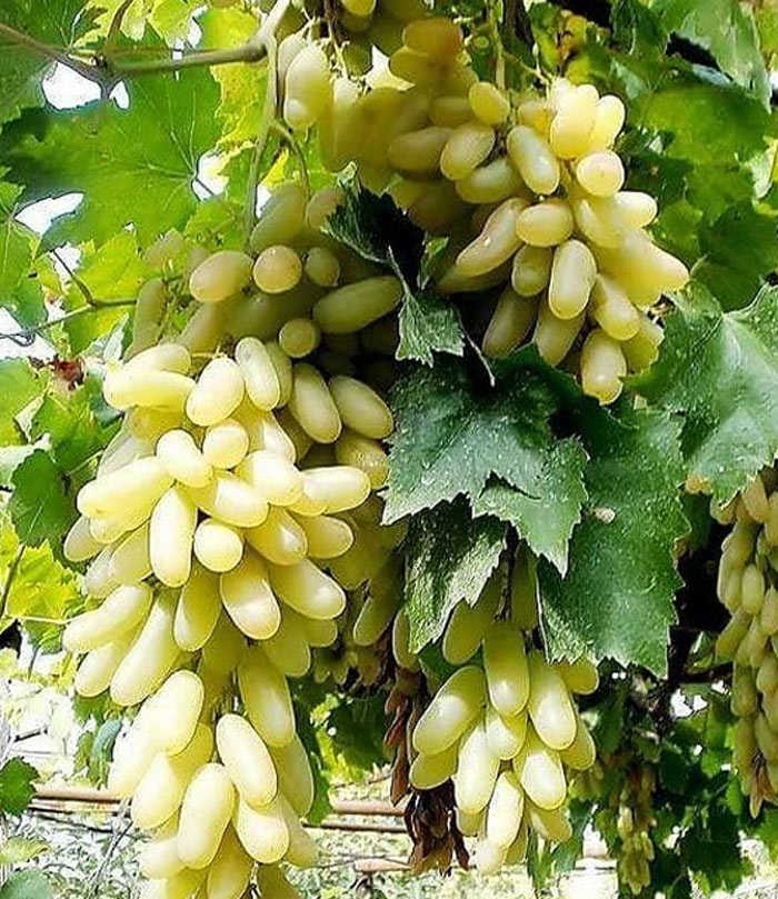 how to grow grapes at home