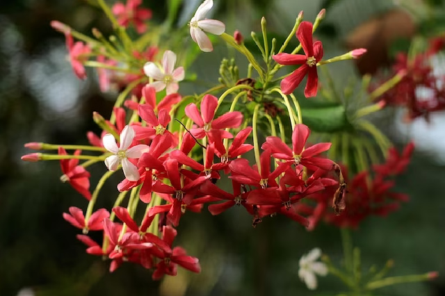 how to make fertilizer with dried flower