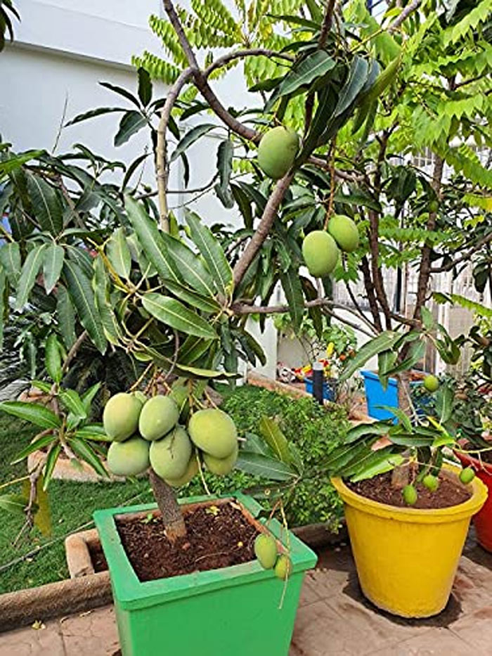 how to plant mango plants