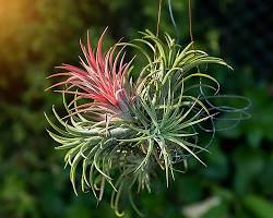 indoor plants, best indoor plants for health