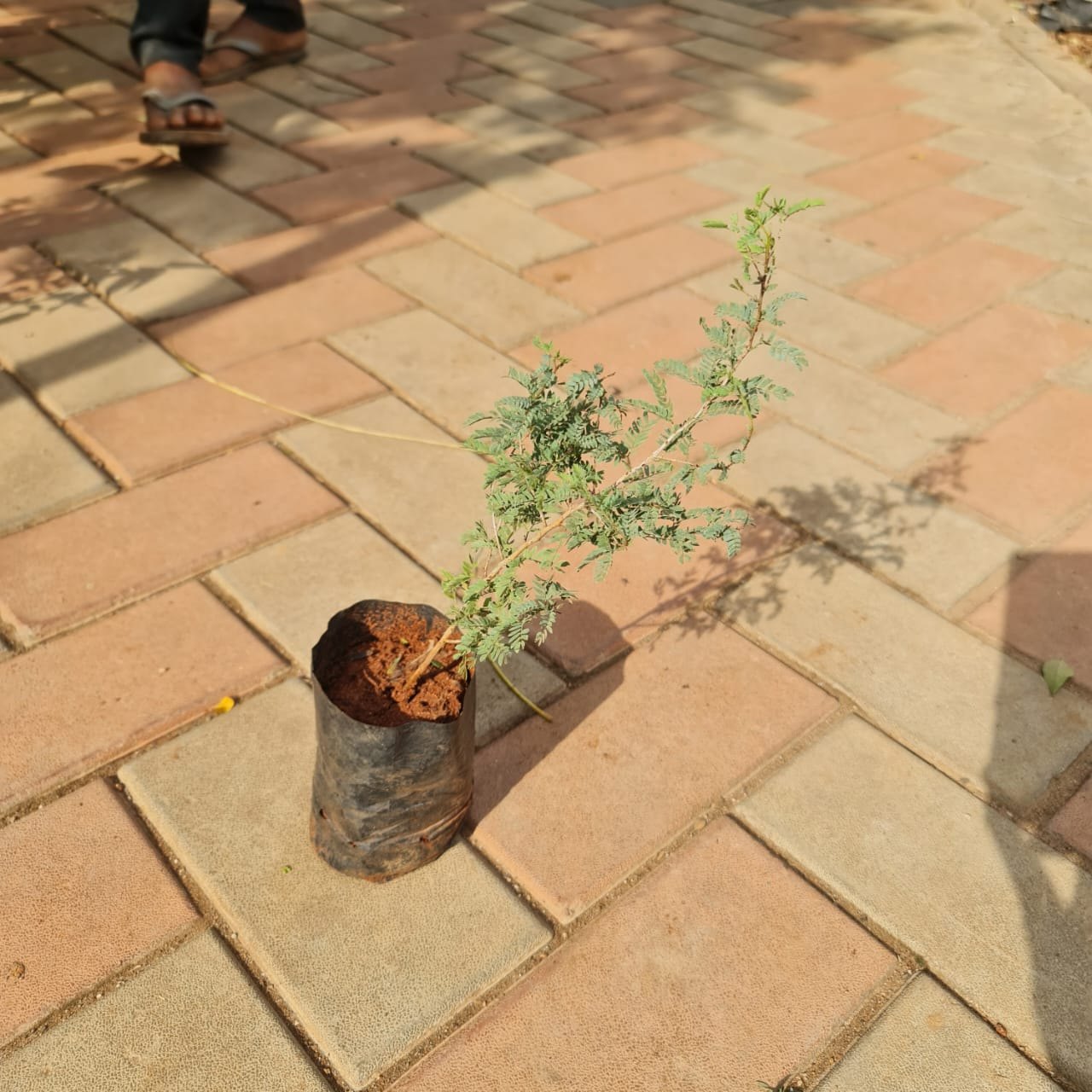 kya ghar ki chat par shami ka paudha rakh sakte hain